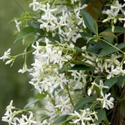 Jasmijn - Set van 3 - Trachelospermum jasminoides - Hoogte 25-40cm - ⌀9cm