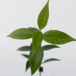 Jasmijn - Set van 3 - Trachelospermum jasminoides - Hoogte 25-40cm - ⌀9cm