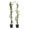 Jasmijn - Set van 2 - Trachelospermum jasminoides - Hoogte 110-120cm - ⌀17cm