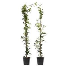 Jasmijn - Set van 2 - Trachelospermum jasminoides - Hoogte 110-120cm - ⌀17cm