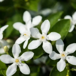 Jasmijn - Set van 2 - Trachelospermum jasminoides - Hoogte 110-120cm - ⌀17cm