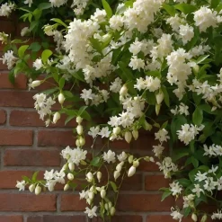 Jasmijn - Set van 2 - Trachelospermum jasminoides - Hoogte 110-120cm - ⌀17cm