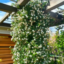Jasmijn - Set van 2 - Trachelospermum jasminoides - Hoogte 110-120cm - ⌀17cm