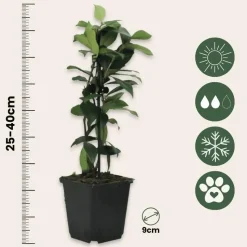 Jasmijn - Set van 3 - Trachelospermum jasminoides - Hoogte 25-40cm - ⌀9cm