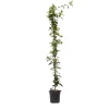 Jasmijn - Trachelospermum jasminoides - Hoogte 110-120cm - ⌀17cm