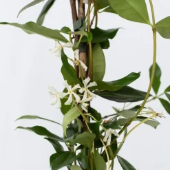 Jasmijn - Trachelospermum jasminoides - Hoogte 110-120cm - ⌀17cm
