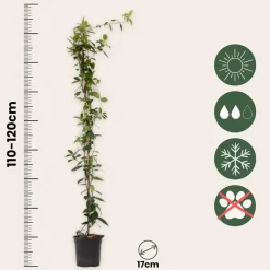 Jasmijn - Trachelospermum jasminoides - Hoogte 110-120cm - ⌀17cm