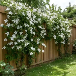 Jasmijn - Trachelospermum jasminoides - Hoogte 110-120cm - ⌀17cm