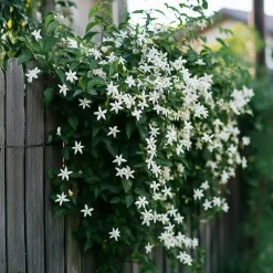Jasmijn - Trachelospermum jasminoides - Hoogte 110-120cm - ⌀17cm