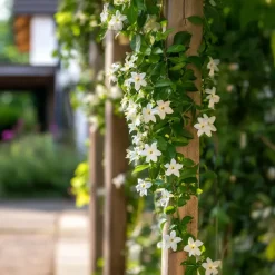 Jasmijn - Trachelospermum jasminoides - Hoogte 110-120cm - ⌀17cm