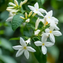 Jasmijn - Trachelospermum jasminoides - Hoogte 110-120cm - ⌀17cm