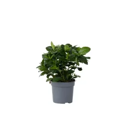 Kaapse jasmijn - Gardenia jasminoides - Hoogte 20-30cm - ⌀13cm