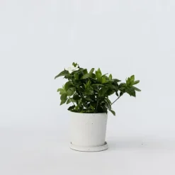 Kaapse jasmijn - Gardenia jasminoides - Hoogte 20-30cm - ⌀13cm