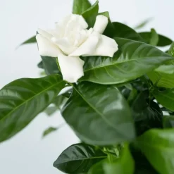 Kaapse jasmijn - Gardenia jasminoides - Hoogte 20-30cm - ⌀13cm