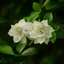 Kaapse jasmijn - Gardenia jasminoides - Hoogte 20-30cm - ⌀13cm