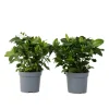 Kaapse jasmijn - Set van 2 - Gardenia jasminoides - Hoogte 20-30cm - ⌀13cm