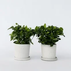 Kaapse jasmijn - Set van 2 - Gardenia jasminoides - Hoogte 20-30cm - ⌀13cm