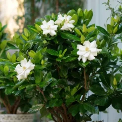 Kaapse jasmijn - Set van 2 - Gardenia jasminoides - Hoogte 20-30cm - ⌀13cm