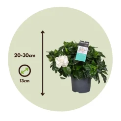 Kaapse jasmijn - Set van 2 - Gardenia jasminoides - Hoogte 20-30cm - ⌀13cm
