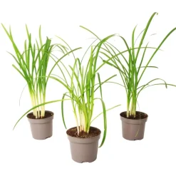 Kaapse knoflook - Set van 3 - Tulbaghia violacea - Hoogte 15-25cm - ⌀9cm