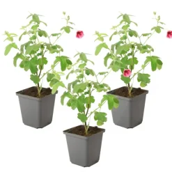 Kaapse malva - Set van 3 - Anisodontea capensis El Rayo - Hoogte 25-40cm - ⌀9cm