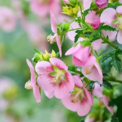 Kaapse malva - Set van 3 - Anisodontea capensis El Rayo - Hoogte 25-40cm - ⌀9cm