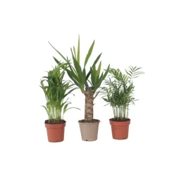 Kamerpalmen - Set van 3 - Mini Indoor Palm Mix - Hoogte 25-40cm - ⌀12cm