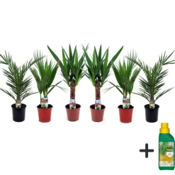 Kamerpalmen met plantenvoeding - Set van 6 - Hoogte 50-70cm - ⌀14cm