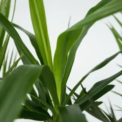 Kamerpalmen met plantenvoeding - Set van 6 - Hoogte 50-70cm - ⌀14cm