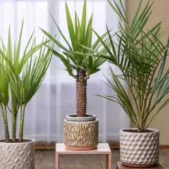 Kamerpalmen met plantenvoeding - Set van 3 - Hoogte 50-70cm - ⌀14cm