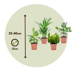 Kamerplanten - Set van 4 - Areca Asplenium Clusia Musa - Hoogte 25-40cm - ⌀12cm