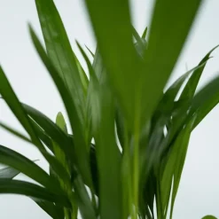 Kamerplanten - Set van 4 - Areca Asplenium Clusia Musa - Hoogte 25-40cm - ⌀12cm