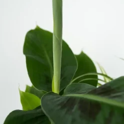 Kamerplanten - Set van 4 - Areca Asplenium Clusia Musa - Hoogte 25-40cm - ⌀12cm