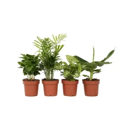 Kamerplantenset - Set van 4 - Hoogte 25-40cm - ⌀12cm