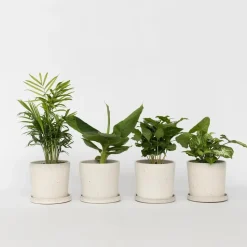 Kamerplantenset - Set van 4 - Hoogte 25-40cm - ⌀12cm