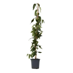 Kamperfoelie - Lonicera henryi 'Copper Beauty' - Hoogte 110-120cm - ⌀17cm