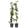 Kamperfoelie - Set van 2 - Lonicera 'Copper Beauty' - Hoogte 110-120cm - ⌀17cm