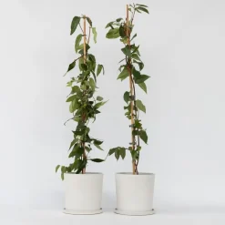 Kamperfoelie - Set van 2 - Lonicera 'Copper Beauty' - Hoogte 110-120cm - ⌀17cm