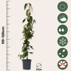 Kamperfoelie - Set van 2 - Lonicera 'Copper Beauty' - Hoogte 110-120cm - ⌀17cm