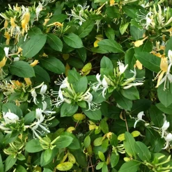 Kamperfoelie - Set van 2 - Lonicera 'Copper Beauty' - Hoogte 110-120cm - ⌀17cm
