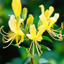 Kamperfoelie - Set van 2 - Lonicera 'Copper Beauty' - Hoogte 110-120cm - ⌀17cm