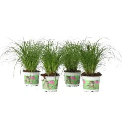 Kattengras - Set van 4 - Cyperus zumula - Hoogte 30-40cm - ⌀12cm