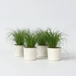 Kattengras - Set van 4 - Cyperus zumula - Hoogte 30-40cm - ⌀12cm