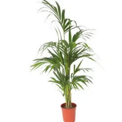 Kentiapalm - Howea forsteriana - Hoogte 130-140cm - ⌀21cm