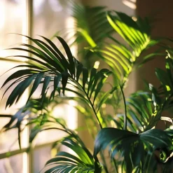 Kentiapalm - Howea forsteriana - Hoogte 130-140cm - ⌀21cm