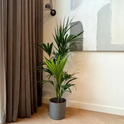 Kentiapalm - Howea forsteriana - Hoogte 130-140cm - ⌀21cm