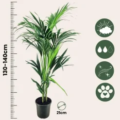 Kentiapalm - Howea forsteriana - Hoogte 130-140cm - ⌀21cm