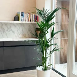 Kentiapalm - Howea forsteriana - Hoogte 130-140cm - ⌀21cm