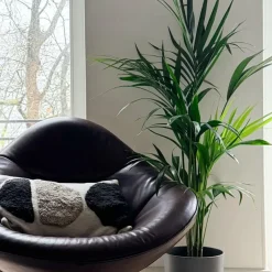 Kentiapalm - Howea forsteriana - Hoogte 130-140cm - ⌀21cm