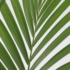 Kentiapalm - Howea forsteriana - Hoogte 130-140cm - ⌀21cm